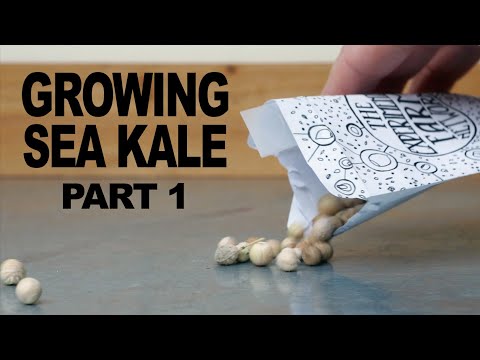 Meerkohl aus Samen ziehen - Teil 1