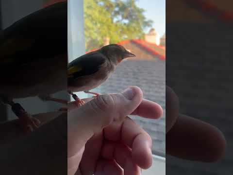 Super Goldfinch On The Man Hand