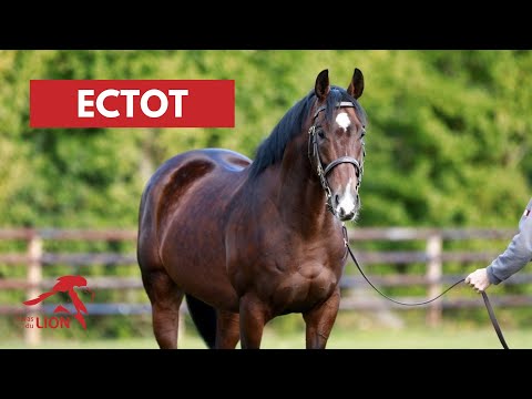 ECTOT, étalon au Haras du Lion en 2024