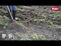 cultivator 12cm + steel 160cm | video 1