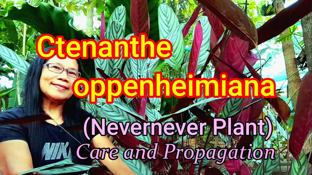 Ctenanthe oppenheimiana/ Never Never Plant: Care and Propagation
