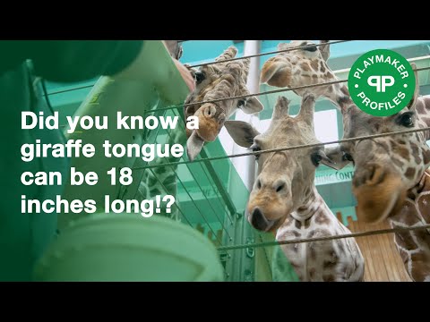 How Long Is A Giraffe Tongue!? Learn With Us At The Milwaukee County Zoo.