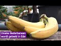 Er worden exclusieve bananen geteeld in onze provincie