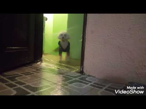 Broma a mi perrita🐶