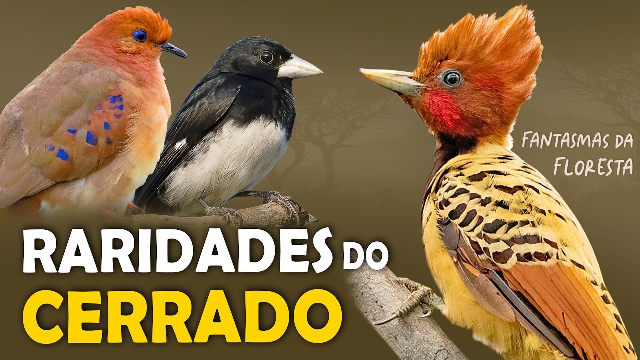 9 AVES FANTASMAS do CERRADO | As MAIS DIFÍCEIS de VER!