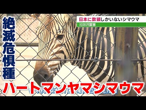 シマウマは何種類いますか