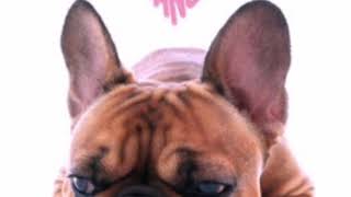 Jesto-Amore Cane [Singolo 2018] download