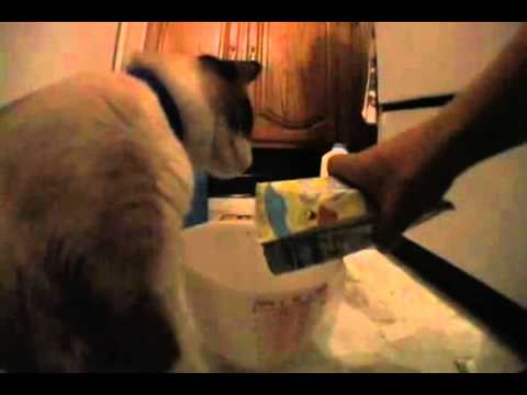 Butteryass Grape Ice-Cream - Buttery Ass Mondays Ep06