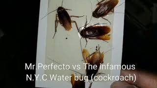 MR.PERFECTO EXTERMINATION  VS THE NYC WATERBUG (ROACH)