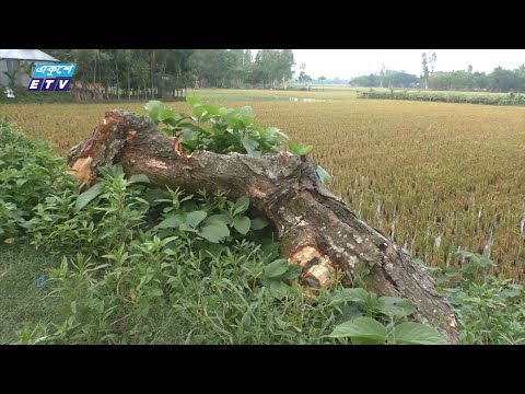 গাইবান্ধায় সড়কের দুইপাশের গাছ কেটে উজার করছেন প্রভাবশালীরা