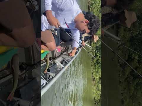 Pescaria no Rio Jauru - Muitas Peraputangas e Piaus no Mato Grosso!”#pesca #pescaria #pescaesportiva