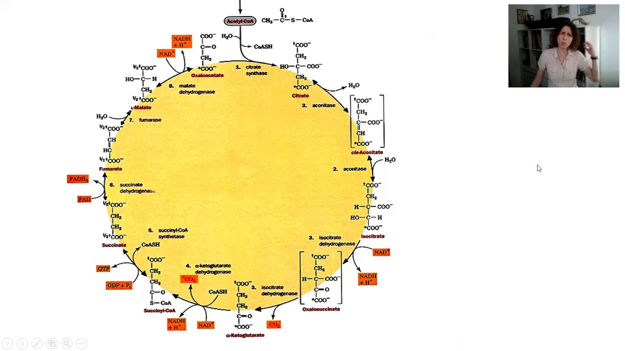 Ciclo do ácido cítrico (Krebs)