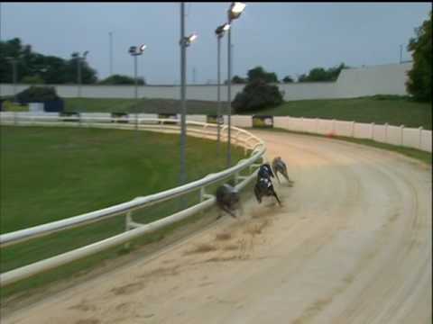 2017 WILLIAM HILL PUPPY PLATE FINAL - T2 ROXHOLME NIDGE