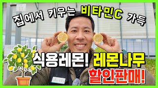집에서 키우는 비타민C 가~득! 오리지널 레몬나무 할인판매!????