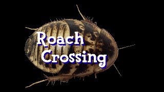 Roach Crossing Weekly General Livestream April 25th 2024