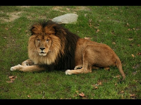 Даже если ты Лев... (Видео со смыслом) Whatsapp Status