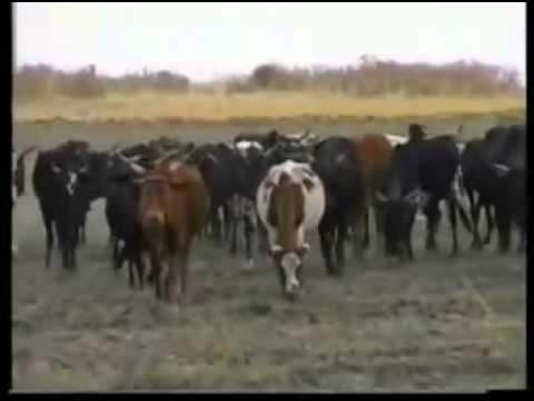 Falmata Rorroo - Burqa (Oromo Music)