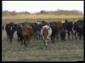 Falmata Rorroo Burqa Oromo Music