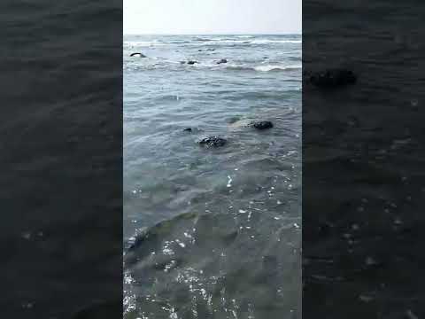 #shorts Cox’s Bazar