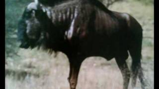 ATTICA BLUES / Sketch [rare]