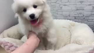 サモエドの動画01