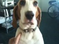 Our Dog Alice