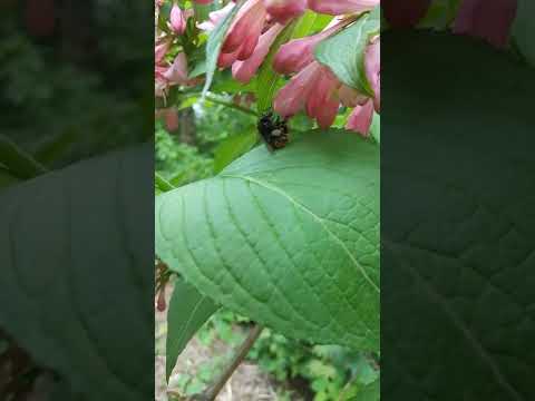 マルハナバチの城 – 花粉媒介昆虫の営巣補助材 トピックス