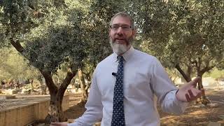 מלך מזרע דוד | הרב אב״י גרוסמן (ישיבת הר הבית) - התמונה מוצגת ישירות מתוך אתר האינטרנט יוטיוב. זכויות היוצרים בתמונה שייכות ליוצרה. קישור קרדיט למקור התוכן נמצא בתוך דף הסרטון