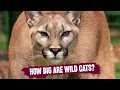 Size and Visual Characteristics of Pumas in the Wild | Educational Cougar Video