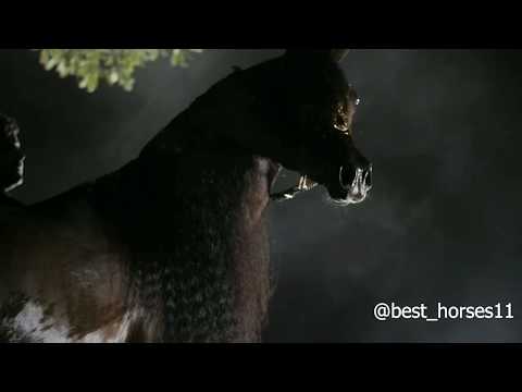 champion of champions wadee al shaqab, 2017 paris world champion.