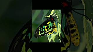 Download lagu Sayang Seribu Sayang Cantik Cantik Tak Sembahyang (lagu anak muslim) mp3 Download lagu Sayang Seribu Sayang Cantik Cantik Tak Sembahyang (lagu anak muslim) mp3