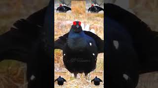 Download lagu Suara burung belibis hitam #hitam #belibis #burung #videopendek #panggilan #berburubebek #suara #keindahan #videopendek mp3 Download lagu Suara burung belibis hitam #hitam #belibis #burung #videopendek #panggilan #berburubebek #suara #keindahan #videopendek mp3