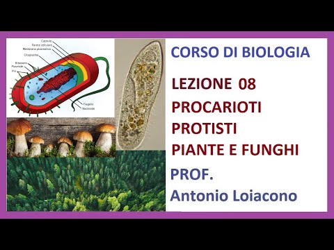 CORSO DI BIOLOGIA - Lezione 08 - Procarioti, Protisti, Piante e Funghi