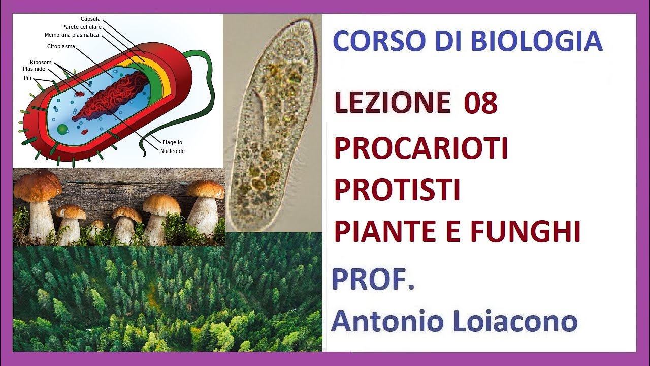 CORSO DI BIOLOGIA - Lezione 08 - Procarioti, Protisti, Piante e Funghi