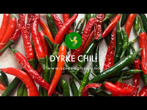 Dyrke chili – steg for steg – SPISELIGHAGE.NO | Norsk nettbutikk