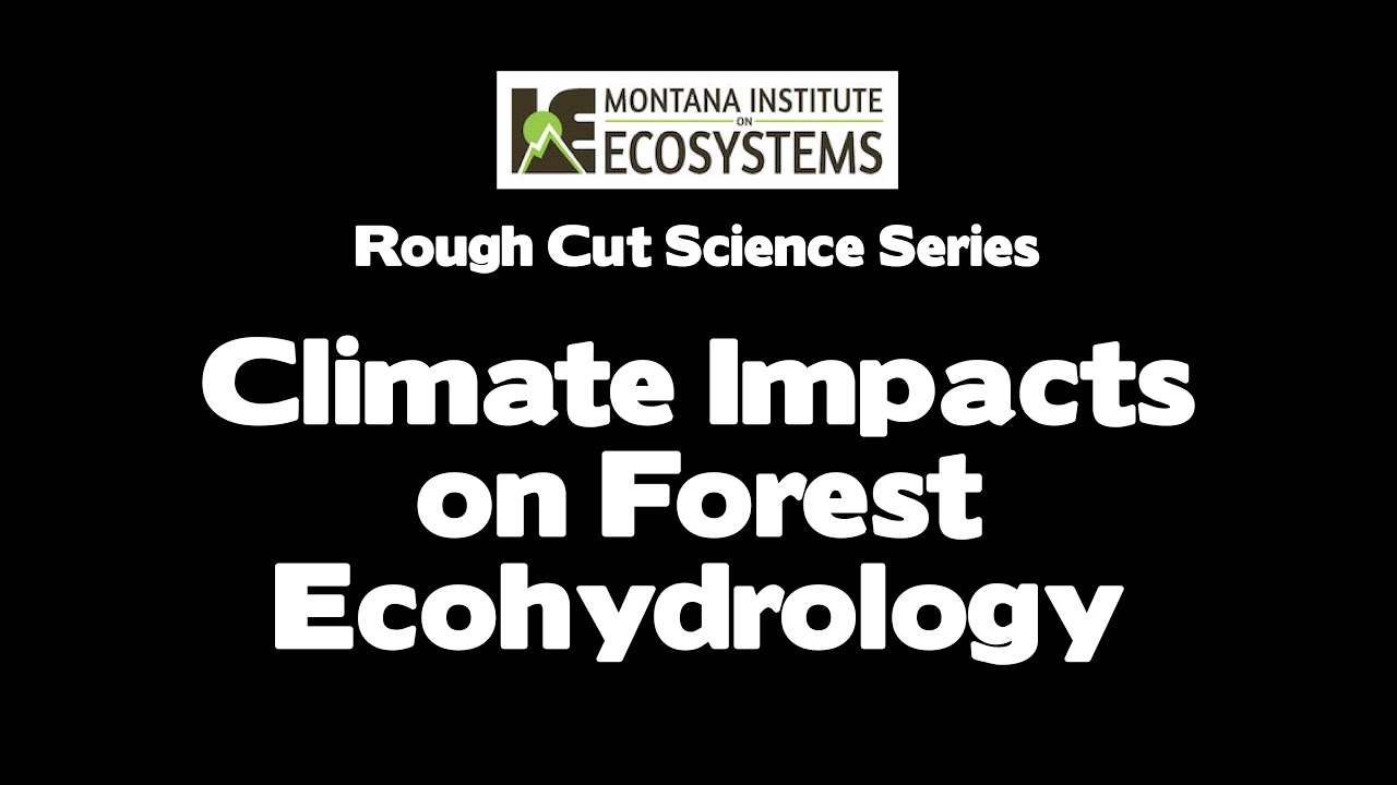 Climate Impacts on Forest Ecohydrology