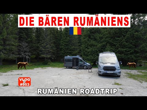 #953 Bären am Abend! Oben in den Karpaten, 2.100 m, Gondola Sinaia, Nationalpark Bucegi Rumänien