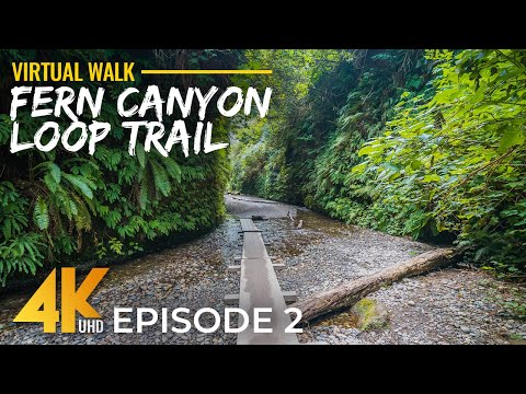 4K HDR Peaceful Walk on Fern Canyon Loop Trail - #2 | Best Redwood Hikes in California + Real Sound