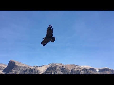 Overhead Flight of an Andean Condor (w/Slo-Mo)
