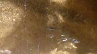 preview picture of video 'Sri Lanka,ශ්‍රී ලංකා,Ceylon,Gerridae,Water Strider,Wasserläufer,'