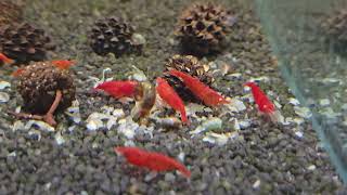 Neocaridina davidi var. Red Fire GE