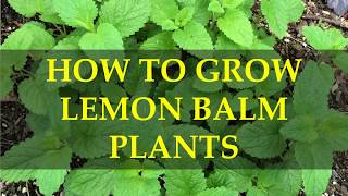 HOW TO GROW LEMON BALM PLANTS