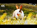 ANIMALS in 4K | 2 Hours | Cute Rabbits Squirrels Birds Music Relaxing TV for Dogs Cats Ultra HD