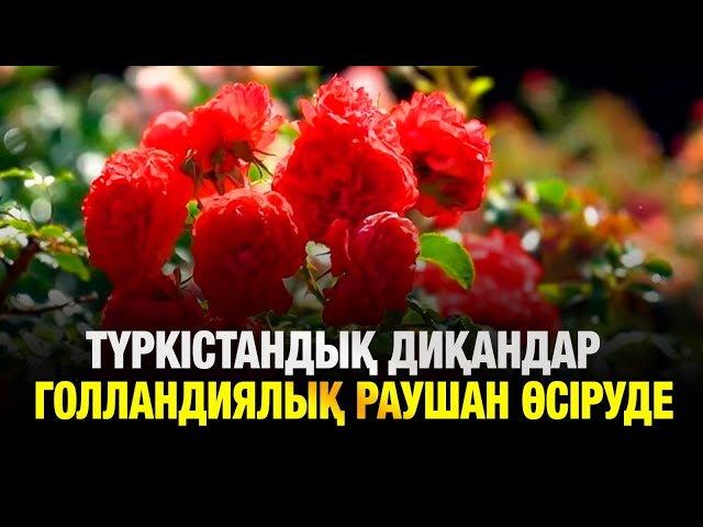 Түркістандық диқандар голландиялық раушан гүлінің 10 түрін өсіріп жатыр