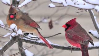 Christmas Carol Medley - "Pat-a-Pan" & More!