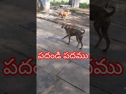 dogs funny video🤣#ytshorts#ytviral#subscribe#mujibmultivlogs#