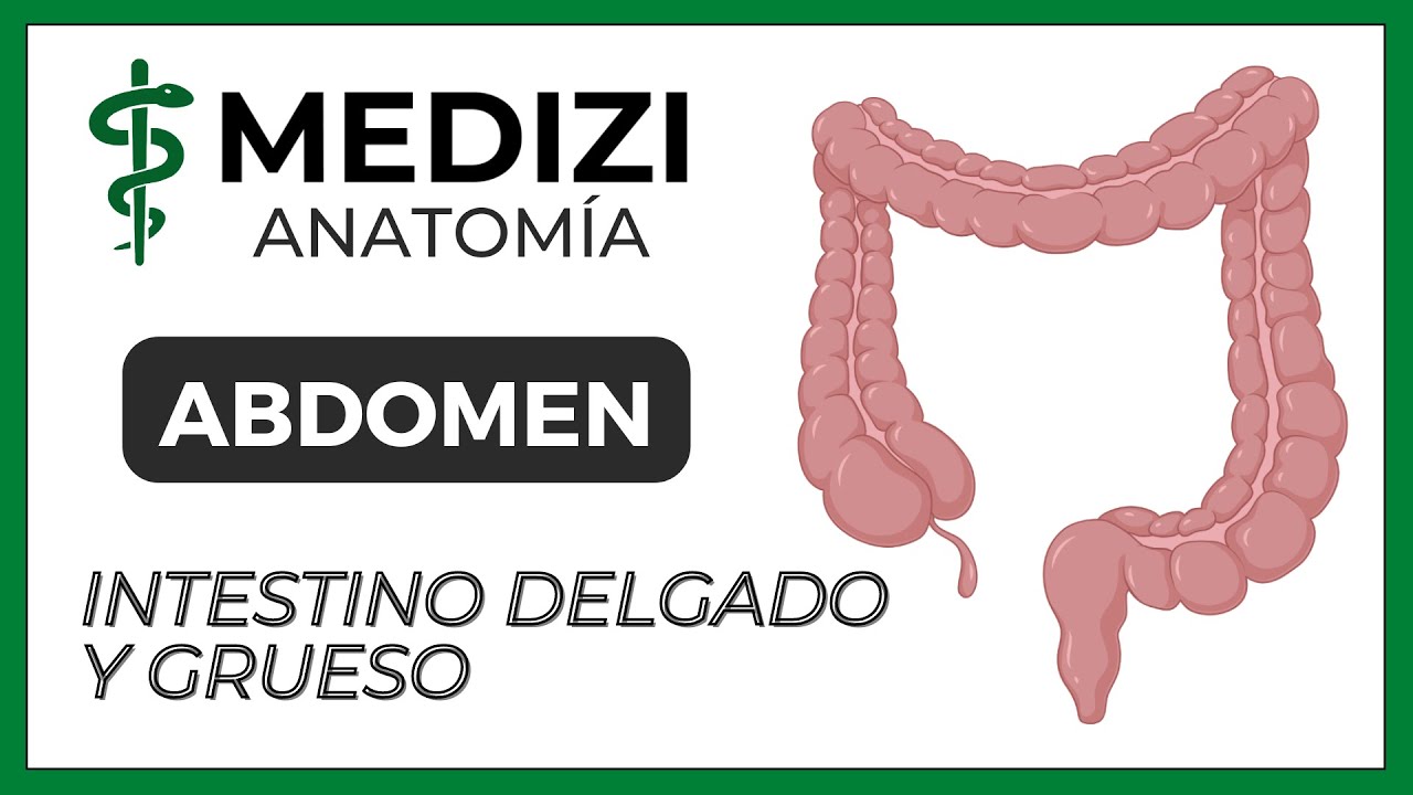 Anatomía del Abdomen - Intestino Delgado y Grueso