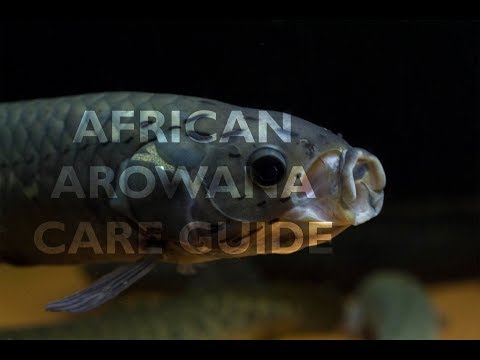 African Arowana Heterotis niloticus care guide