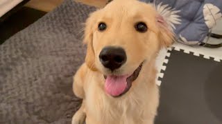 How Much Does It Cost to Keep a Golden Retriever Every Month