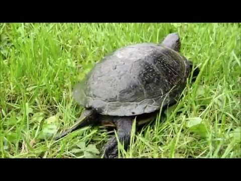Europska barska kornjača - European pond turtle